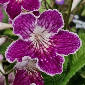 Streptocarpus 'Faith'